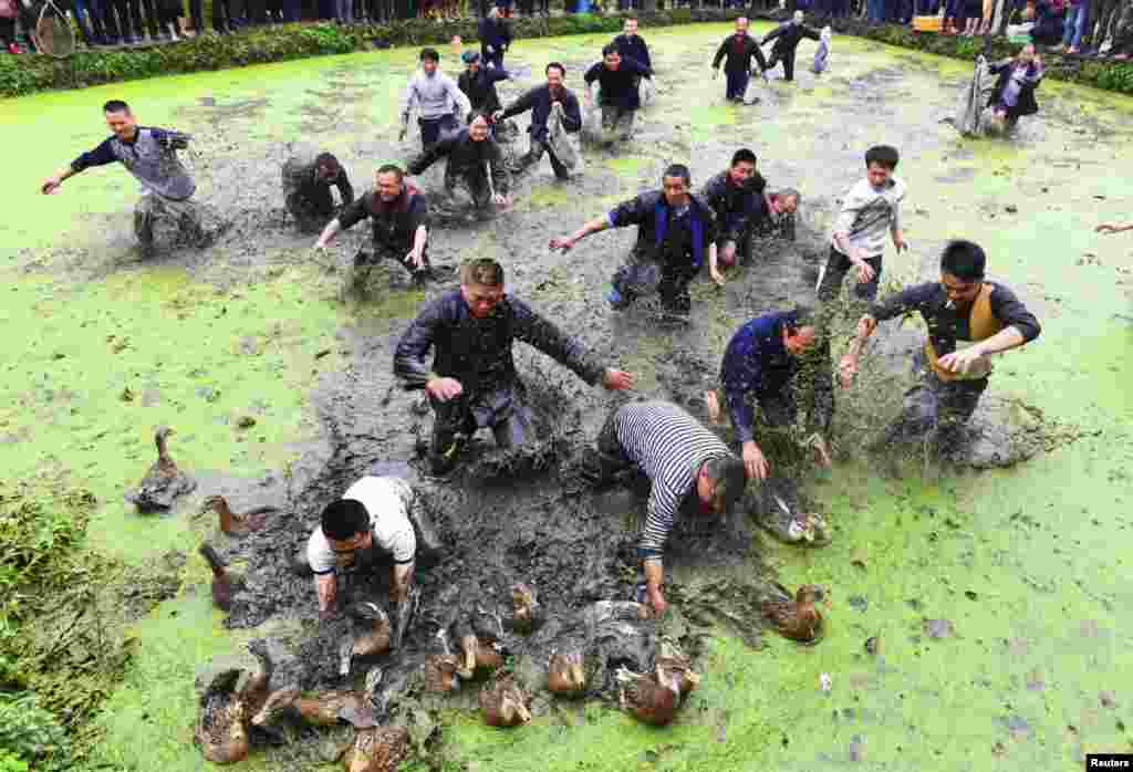 Villagers catch ducks as they celebrate a traditional festival of ethnic Miao, in Jianhe, Guizhou Province, China.