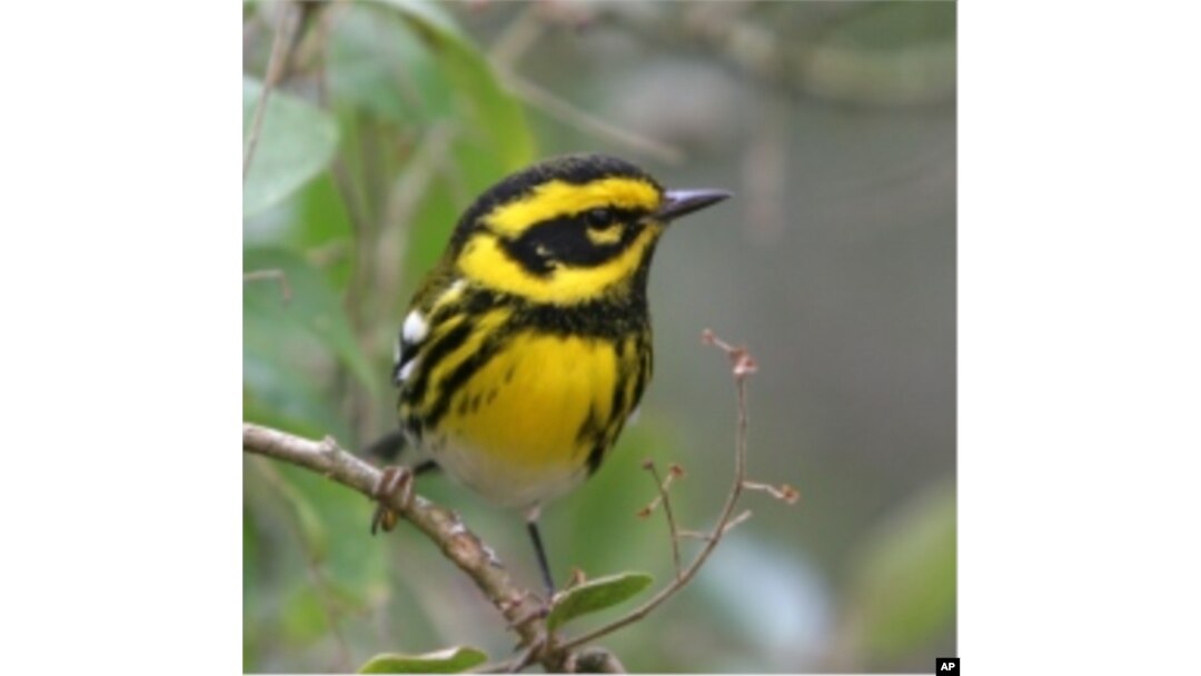 Birds use short calls - less than a second long. And each species speaks its own language.