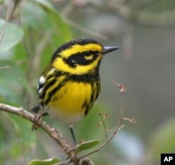 Birds use short calls - less than a second long. And each species speaks its own language.