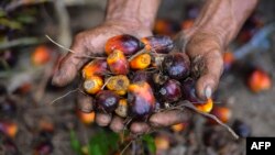 Seorang pekerja perkebunan kelapa sawit menunjukkan buah kelapa sawit di Meulaboh, Aceh, 28 Maret 2019. Indonesia adalah produsen utama minyak sawit, bahan baku berbagai produk, mulai dari minyak goreng, kosmetik, hingga biodiesel. (Foto: AFP).