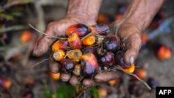 Seorang pekerja perkebunan kelapa sawit menunjukkan buah kelapa sawit di Meulaboh, Aceh, 28 Maret 2019. Indonesia adalah produsen utama minyak sawit, bahan baku berbagai produk, mulai dari minyak goreng, kosmetik, hingga biodiesel. (Foto: AFP).