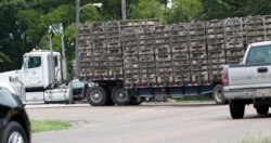 Business continues at this Koch Foods Inc., plant in Morton, Miss., Aug. 8, 2019, as chickens are shipped in for processing following Wednesday's raid by U.S. immigration officials.