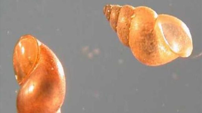 Drones in New Zealand to Study Threatened Insects