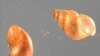 New Zealand mudsnails - Potamopyrgus antipodarum, photographed in 2006.