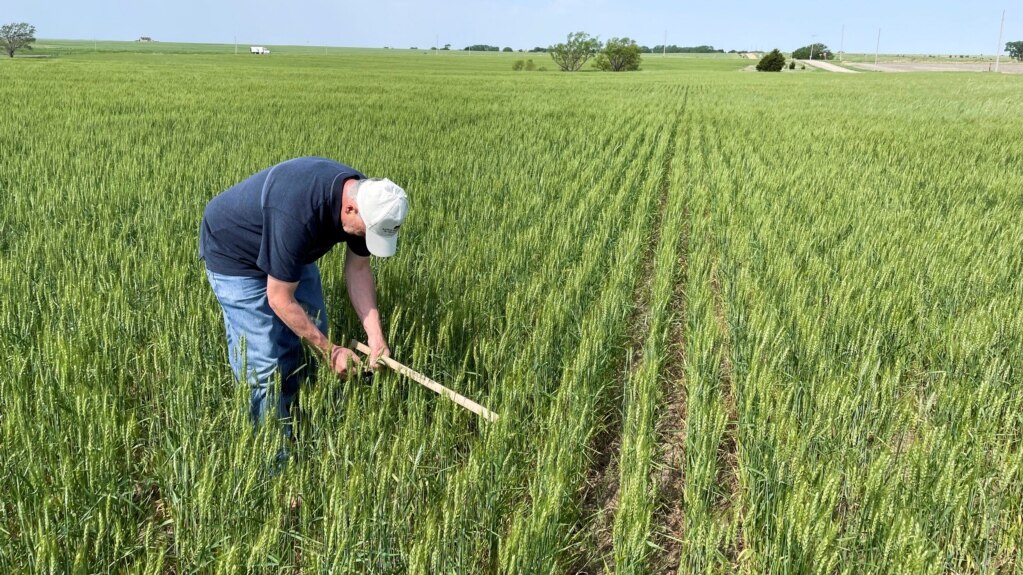 Farmers in Kansas Give Up on Wheat after Drought, Cold