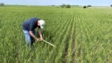 Mark Nelson, a scout on the Wheat Quality Council's Kansas wheat tour, checks a winter wheat field north of Minneapolis, Kansas, U.S., May 17, 2022. (REUTERS/Julie Ingwersen)