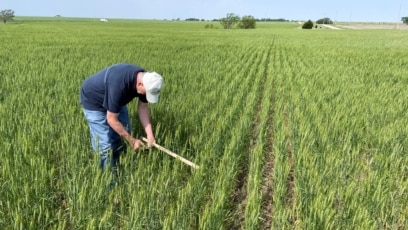 Farmers in Kansas Give Up on Wheat after Drought, Cold