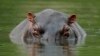Colombia inicia esterilización de hipopótamos que fueron de Pablo Escobar