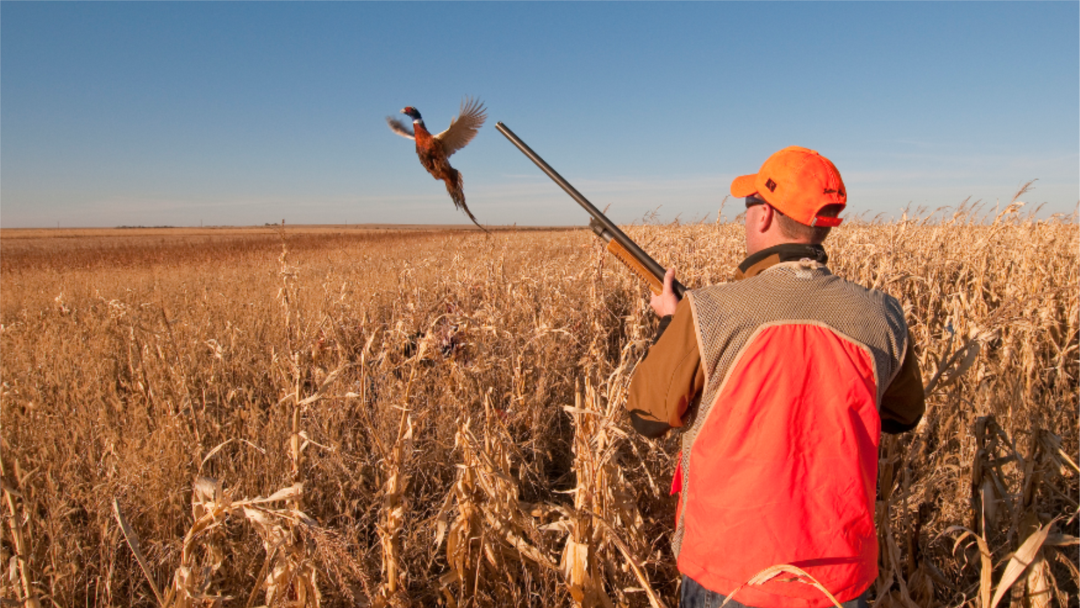 Stolda onlayn oral seks