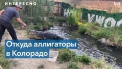 Аллигаторы… в Колорадо