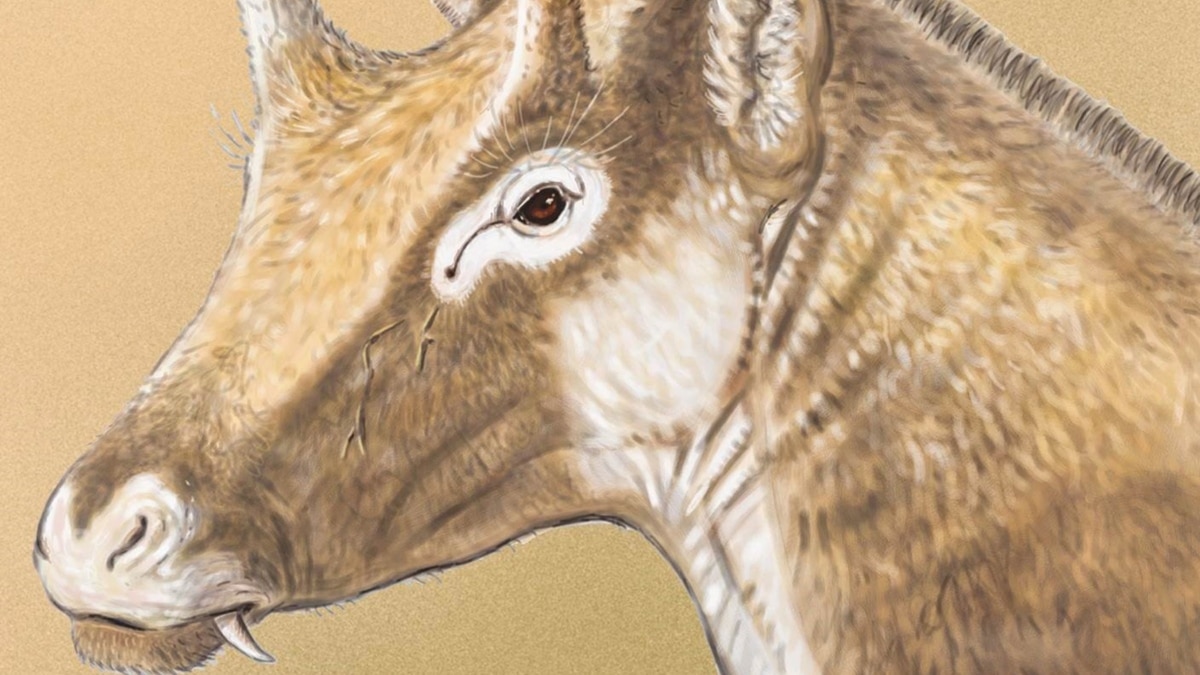 Weird Prehistoric Beast Conjures Up Images of 'Star Wars' Queen