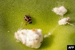 A trident lady beetle (Hyperaspis trifurcata) eats cochineal insects on a prickly pear cactus leaf in the Sidi Ifni region along central Morocco's Atlantic coast on June 29, 2024. (Photo by FADEL SENNA / AFP)