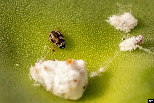 A trident lady beetle (Hyperaspis trifurcata) eats cochineal insects on a prickly pear cactus leaf in the Sidi Ifni region along central Morocco's Atlantic coast on June 29, 2024. (Photo by FADEL SENNA / AFP)