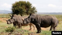 FILE - Black rhinos, one of the world's endangered animals, are seen at a farm outside Klerksdorp, in the northwest province, South Africa, Feb. 24, 2016.