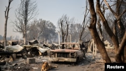 A dog is tied up to a burnt car in a neighborhood after wildfires destroyed an area of Phoenix, Oregon, Sept. 10, 2020. 