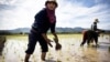 Kế hoạch giá gạo của Thái Lan gây bất trắc cho thị trường gạo toàn cầu