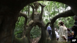 Adorateurs de la déesse yoruba Osun à Osogbo, au Nigeria, le 23 août 2013.