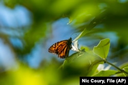 FILE - A butterfly sits on a leaf at Monarch Grove Sanctuary in Pacific Grove, Calif., on Nov. 10, 2021.