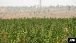 Ladang tanaman ganja yang ditemukan polisi Myanmar di Ngunzun dekat Mandalay, 24 April 2019.