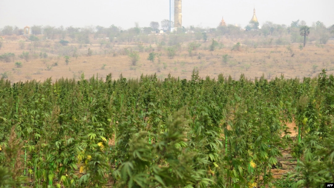 Ladang tanaman ganja yang ditemukan polisi Myanmar di Ngunzun dekat Mandalay, 24 April 2019.