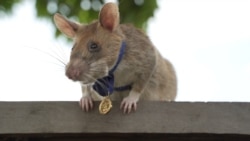 FILE - Magawa, a mine-sniffing rat, is pictured in Siem Reap, Cambodia, in this undated handout picture provided to Reuters on Sept. 25, 2020. (PDSA UK/Handout via Reuters)