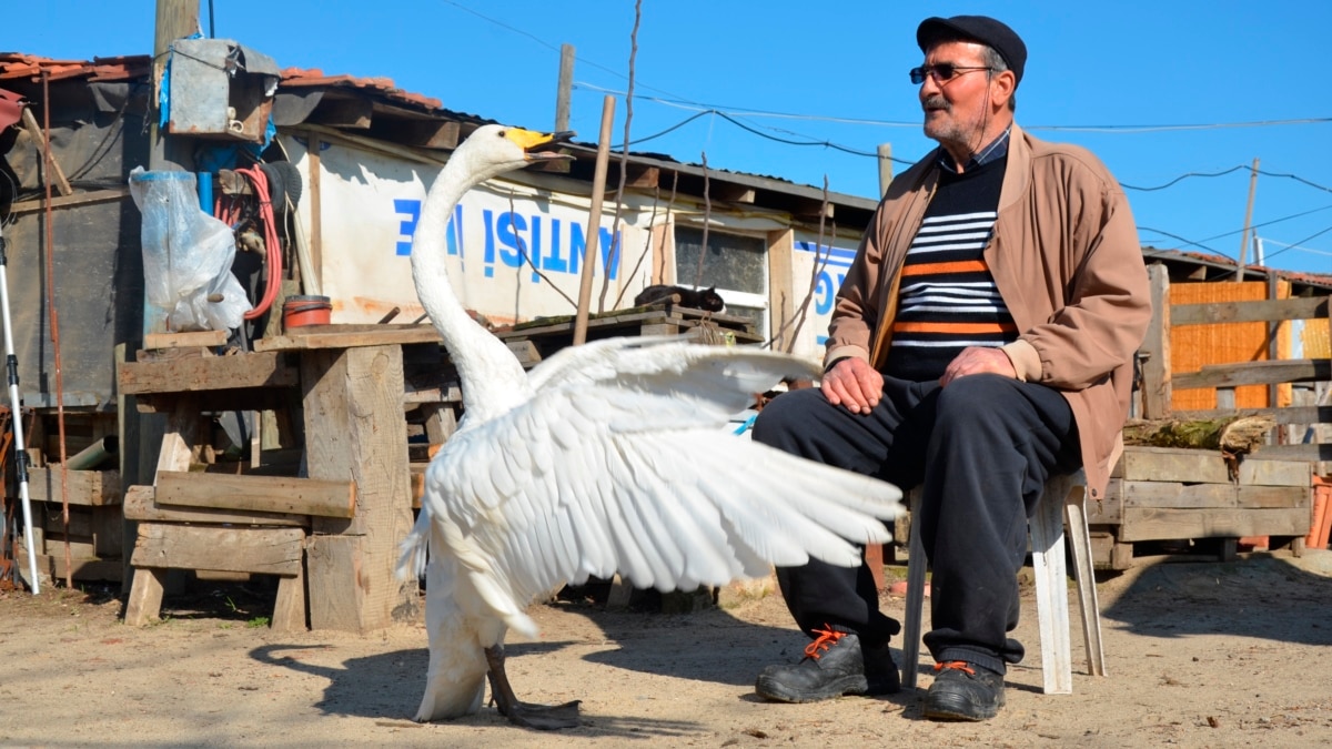 A Turkish Man's Long Friendship with a Swan - Vimarsana News