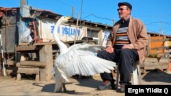 Marzan's swan named Garip, follows Marazan everywhere when Garip is out of his pen. Photo taken on February 6, 2021. (AP Photo/Ergin Yildiz)