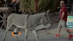 Les ânes Burros envahissent Oatman en Arizona
