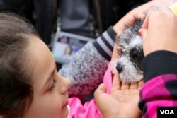 A young girl pets a small puppy dog at the Puppy Bowl exhibition, part of the Super Bowl Live fan festival in Houston, Texas. (B. Allen/VOA)