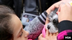 A young girl pets a puppy at the Puppy Bowl exhibition, part of the Super Bowl Live fan festival in Houston, Texas. (B. Allen/VOA)