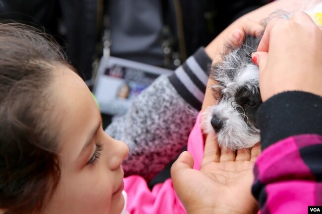 A young girl pets a small puppy dog at the Puppy Bowl exhibition, part of the Super Bowl Live fan festival in Houston, Texas. (B. Allen/VOA)