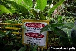 This February 13, 2019 photo shows a danger, high voltage sign near a warming plot in the El Yunque tropical rainforest, in Rio Grande, Puerto Rico.