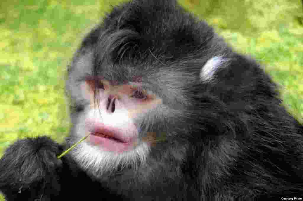 Rhinopithecus strykeri. Common Name: Sneezing Monkey. The Sneezing monkey from Myanmar, sneezes when it rains, and is believed to be critically endangered. (Photo: Thomas Geissmann / Fauna &amp; Flora International)