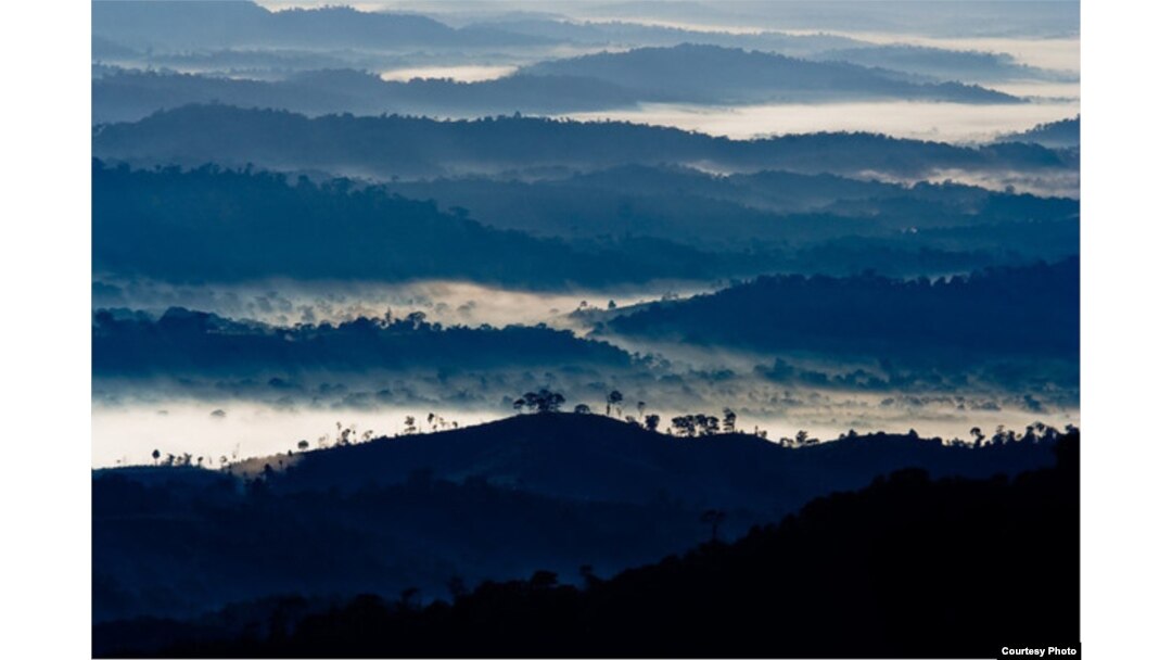 Brazil’s Coastal Rainforest Suffers Species Extinction