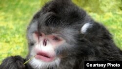 The Sneezing monkey from Myanmar, sneezes when it rains. (Photo: Thomas Geissmann / Fauna & Flora International)