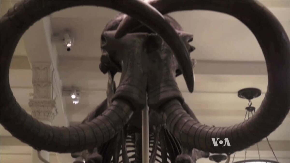 how to clone a mammoth the science of de extinction how to clone a mammoth the science of de extinction