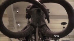 How to Clone a Mammoth: The Science of De-Extinction