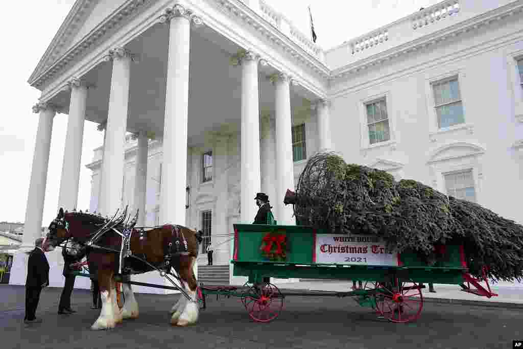 The official 2021 White House Christmas Tree is delievered in front of the White House after being received by first lady Jill Biden, Nov. 22, 2021.