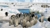 Study: Lack of Ice Threatens Young Penguins