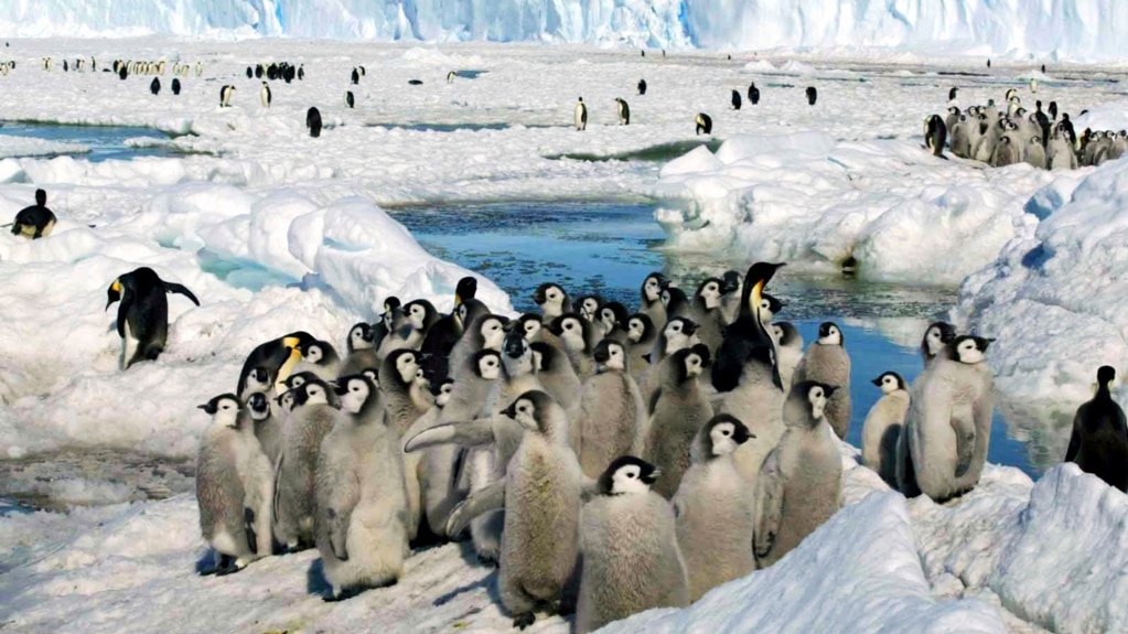 Study: Lack of Ice Threatens Young Penguins