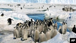 Emperor penguin chicks in Antarctica on Dec. 21, 2005. The loss of ice in Antarctica likely resulted in none of the emperor penguin chicks surviving in four colonies in that area. (Zhang Zongtang/Xinhua via AP, File)