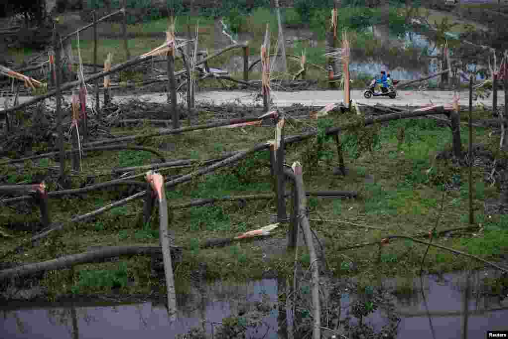 People ride past damaged trees after a tornado hit Funing on Thursday, in Yancheng, Jiangsu province. The tornado hit a densely populated area of farms and factories near the city of Yancheng in Jiangsu province, about 800 kilometers (500 miles) south of Beijing on Thursday.