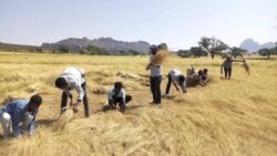 ክልል ትግራይ: ወራር ኣምበጣ ዘብጽሖ ጉድኣት ንምንካይ ዘራእቲ ናይ ምእካብ ስራሕ ይካይድ ከምዘሎ ተገሊጹ