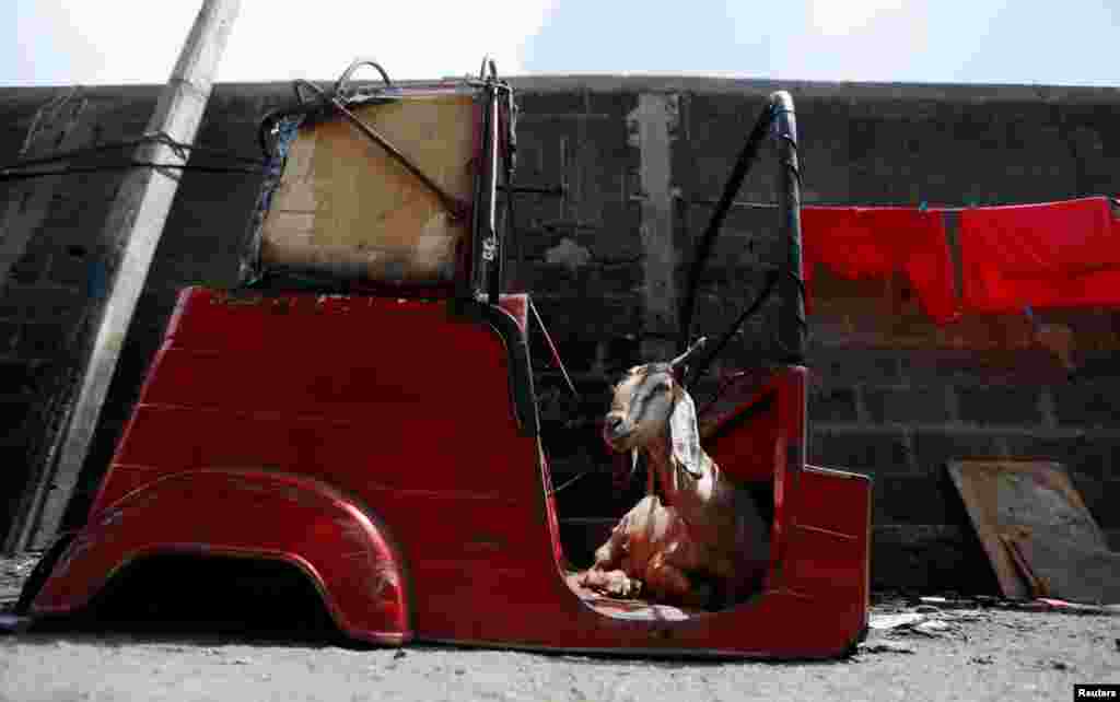 A goat sits inside a body part of a three-wheeler in a Muslim village in Colombo, Sri Lanka. 