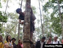 Seorang penyadap memperagakan keahliannya di Hutan Wisata Ilmiah Aek Nauli Toba, Sumatera Utara. (Foto: Humas KLHK)