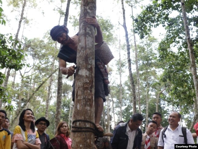 Seorang penyadap memperagakan keahliannya di Hutan Wisata Ilmiah Aek Nauli Toba, Sumatera Utara. (Foto: Humas KLHK)