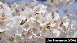 A cherry blossom up close