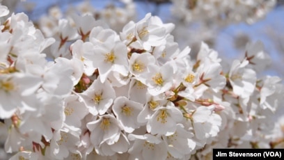 Washington Nationals' City Connect series cherry blossom-themed