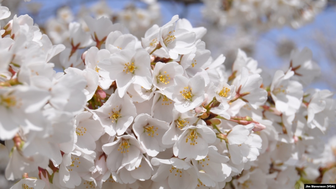 Bunga Sakura di Washington