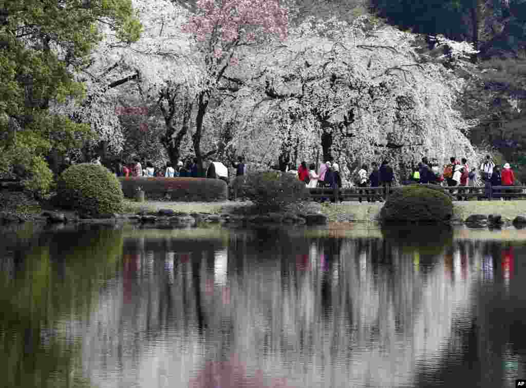 2018年3月26日，日本东京新宿，春风又绿御苑树，访客成排游兴浓，粉花白花美如画，倒影落入池塘中。